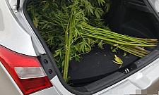 Plantacja marihuany w Wawrze. Kilkadziesiąt dojrzałych krzewów