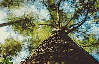 Młynów: prawie 300 zdrowych drzew do wycięcia