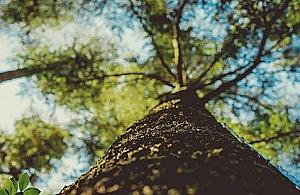 Młynów: prawie 300 zdrowych drzew do wycięcia