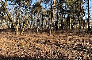 Osiedle domów zamiast lasu? "Przeciwni budowie osiedla"