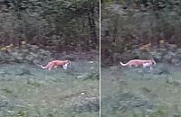 Czytelnik: "To na pewno nie kot". Wezwano strażników