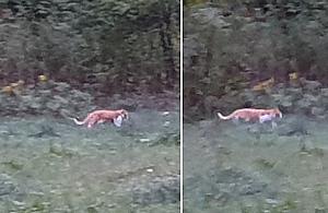 Czytelnik: "To na pewno nie kot". Wezwano strażników