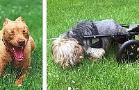 Warszawa spuściła psy ze smyczy. Fala pogryzień