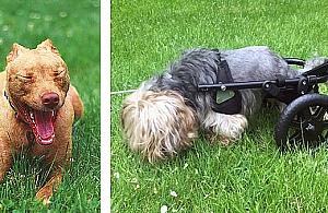 Warszawa spuściła psy ze smyczy. Fala pogryzień