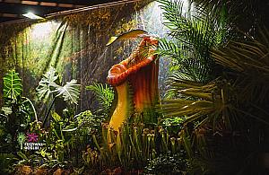 Atak gigantów w Warszawie. Poznaj rośliny owadożerne