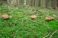 Wysyp grzyb�w w lasach. Ale gdzie? Podpowiadamy