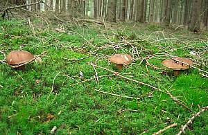 Wysyp grzybów w lasach. Ale gdzie? Podpowiadamy