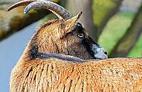 Ekologia po warszawsku. "Martwe kozy wrzucono do Wisły"