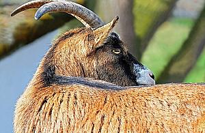 Ekologia po warszawsku. "Martwe kozy wrzucono do Wisły"