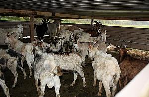 Zdechłe zwierzęta, karygodne warunki. Hodowla kóz skontrolowana