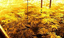 Antyterroryści kontra marihuana. Plantacja zlikwidowana