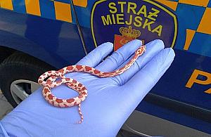 Wąż na parkingu. Wezwano straż miejską