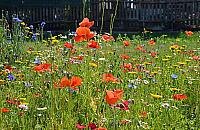 Kwiaty za 120 tysięcy. Mieszkańcy zadecydowali