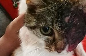 Kotkę oblano kwasem. "Apel do ludzi o dobrym sercu"