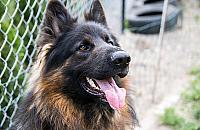 Nastolatek pogryziony podczas spaceru. "Psy uciekły z posesji"