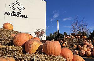 Jesień pod znakiem dyni. Galeria Północna zaszalała