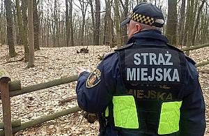 Sprostowanie do artykułu "Straż miejska złapała wagarowicza. Stanie przed sądem"