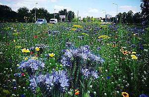 Łąkostrady w przyszłym roku. Strzał w dziesiątkę?