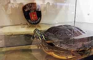 Złapali żółwia. Interwencja strażników w parku