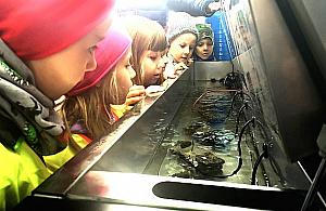 Pracowite małże w legionowskich wodociągach