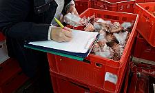 Nalot na Olimpię. Przeterminowane mięso, lewe papierosy