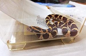 Wąż na klatce schodowej. "Komuś się znudził"