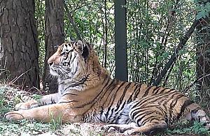 Nie dla Wawra tygrysy. "Nie mamy zezwoleń"