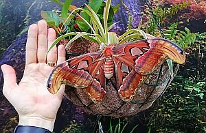 Motylarnia wciąż czynna. Zobacz gigantyczną ćmę