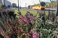 Tysi�ce wrzos�w na p�tlach. "Wichrowe Wzg�rza na Bemowie"