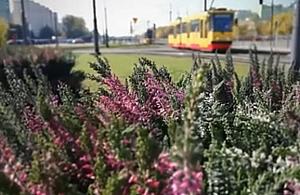Tysiące wrzosów na pętlach. "Wichrowe Wzgórza na Bemowie"