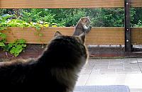 Kuny w Warszawie. "Bardzo inteligentne i przebiegłe zwierzęta"