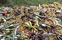 Bezpieczniej wyrzucić niż rozdać? Gnijąca góra na Białołęce