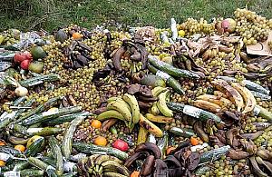 Bezpieczniej wyrzucić niż rozdać? Gnijąca góra na Białołęce