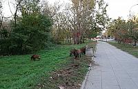 Strzelają do dzików. "To nie są polowania"