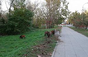 Strzelają do dzików. "To nie są polowania"