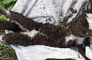 Mieszkaniec Wawra udusił kota drutem? "Dorwałem gnoja"