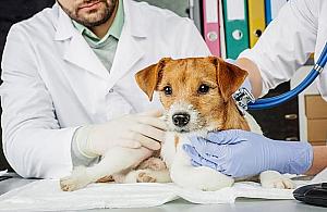 Bezpłatne zabiegi dla zwierząt. Tylko do połowy grudnia