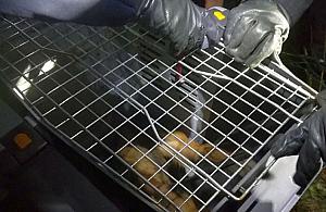 Pies zaatakował właścicieli. Dwie osoby ranne