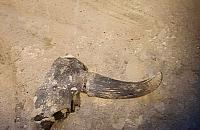 Odkrycie na Bródnie. Znaleziono kości tura