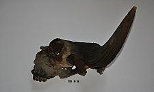 Odkrycie na Bródnie. Znaleziono kości tura