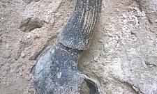 Odkrycie na Bródnie. Znaleziono kości tura