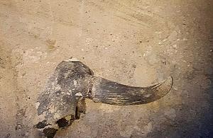 To nie był tur. Co znaleziono na Bródnie?