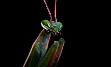 Wystawa Gigantów na Tarchominie. Niezwykłe okazy na wyciągnięcie ręki