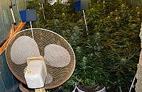 Plantacja marihuany na Bia�o��ce. Domowy biznes niedosz�ego zi�cia