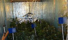 Plantacja marihuany na Białołęce. Domowy biznes niedoszłego zięcia