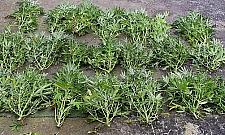 Plantacja marihuany na Białołęce. Domowy biznes niedoszłego zięcia