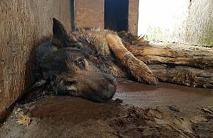 Obrońcy zwierząt: "Pies umierał, właściciel nie reagował"