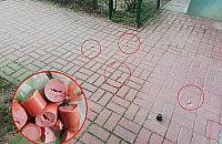 Na Nowodworach truj� psy? "Przes�uchujemy �wiadk�w"
