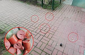 Na Nowodworach trują psy? "Przesłuchujemy świadków"