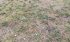 Na Nowodworach trują psy? "Przesłuchujemy świadków"